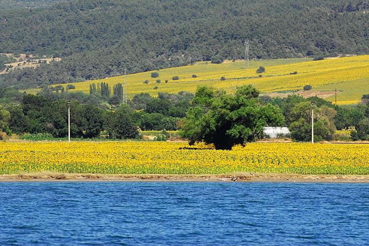 slideshow image